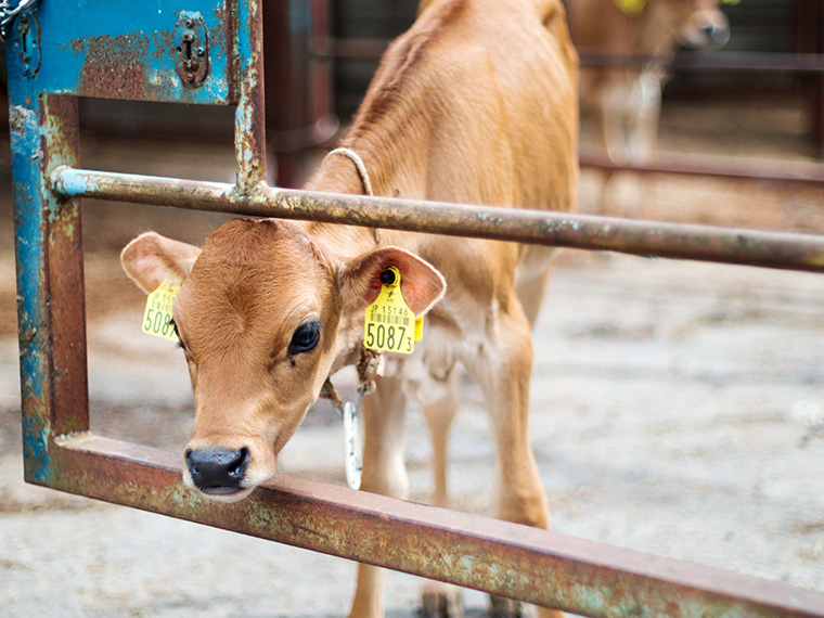 群馬県 神津牧場 ジャージー牛の赤ちゃん