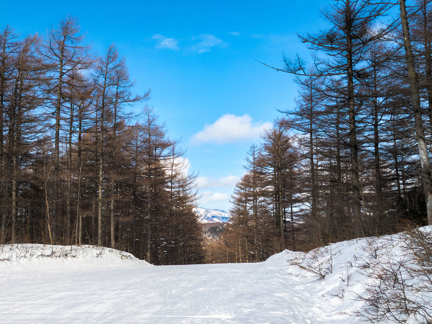 木々に囲まれたなだらかな林間コース 湯の丸高原